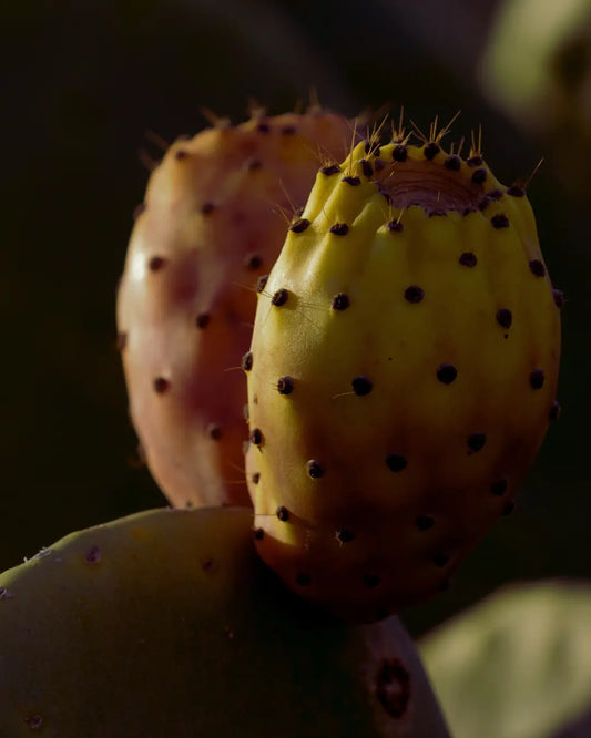 Huile de figue de barbarie pour peau mature : avantages et limites SIDIB.FR