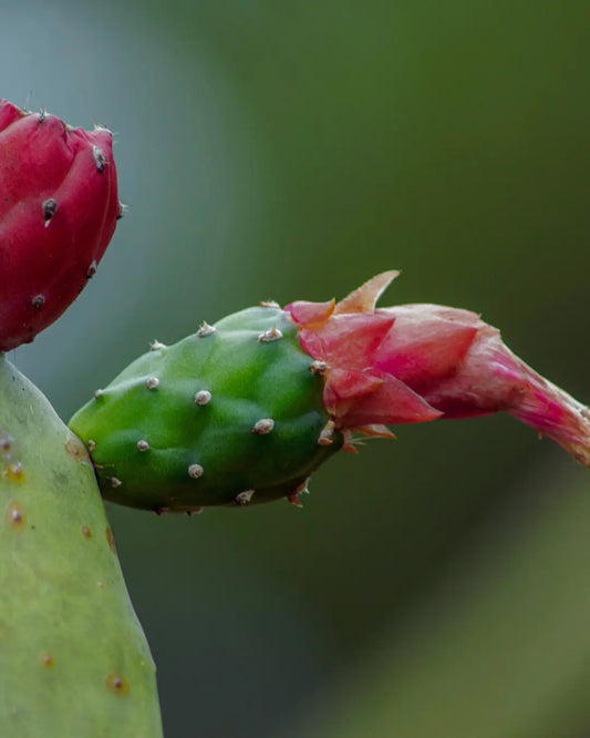 Pourquoi l’huile de figue de barbarie est-elle si précieuse ?