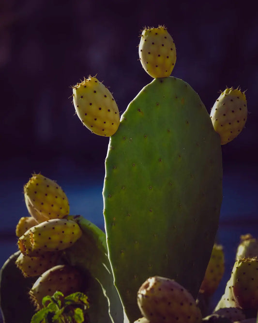 Huile de figue de barbarie pour le contour des yeux SIDIB.FR