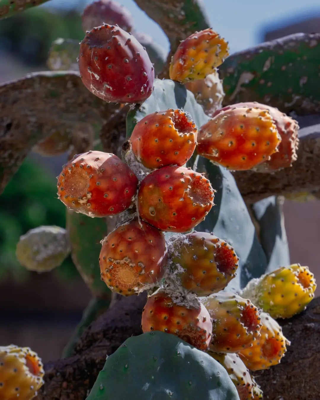 Composition de l’huile de figue de barbarie : vitamine E, stérols et acides gras SIDIB.FR