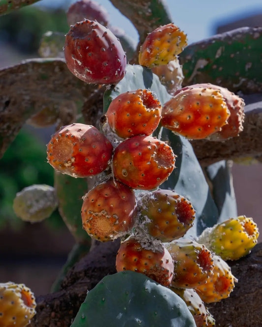 Composition de l’huile de figue de barbarie : vitamine E, stérols et acides gras SIDIB.FR