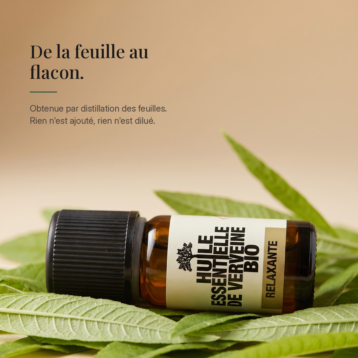 Verveine Exotique Bio 10 ml